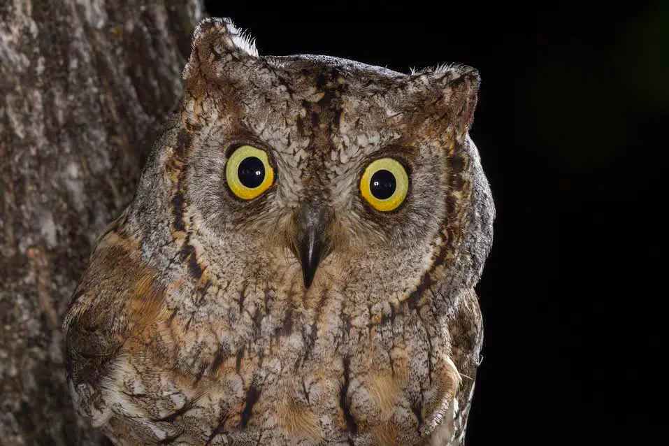 Scops Owl