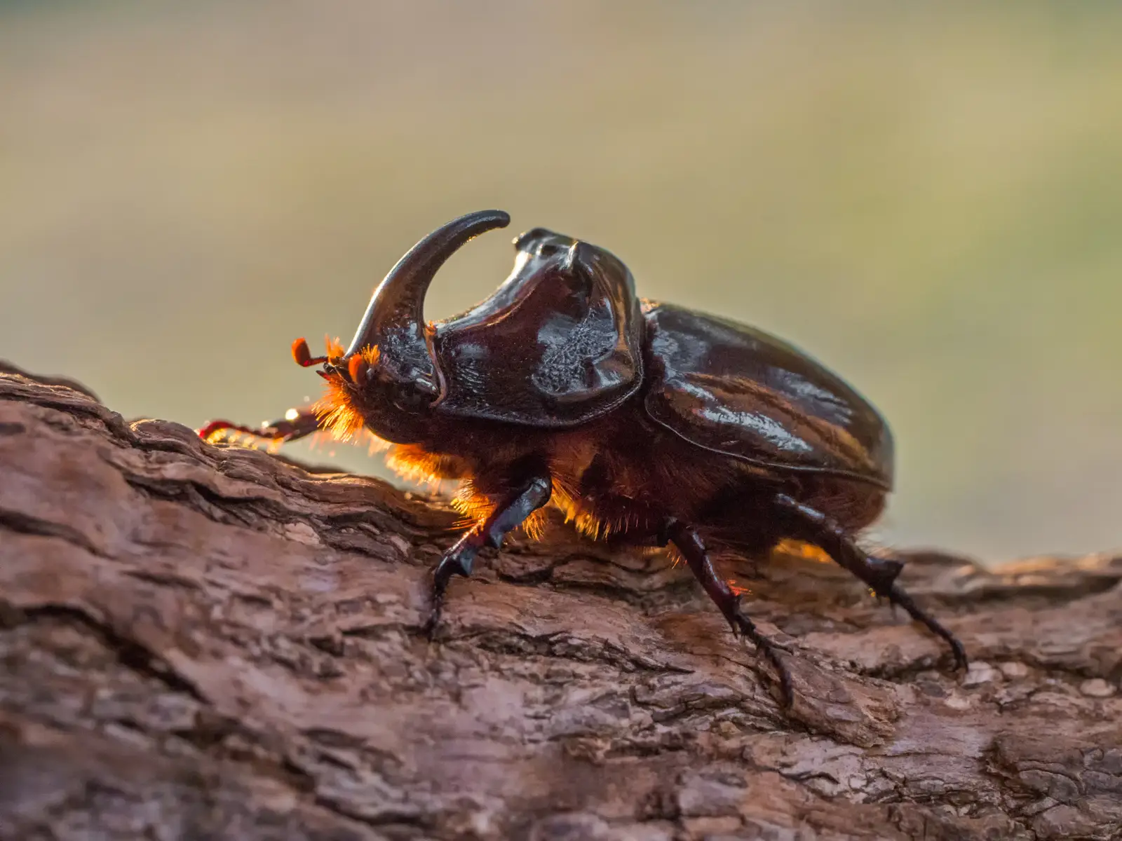 European rhinoceros beetle