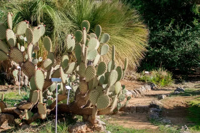 Lokrum botanicki-vrt